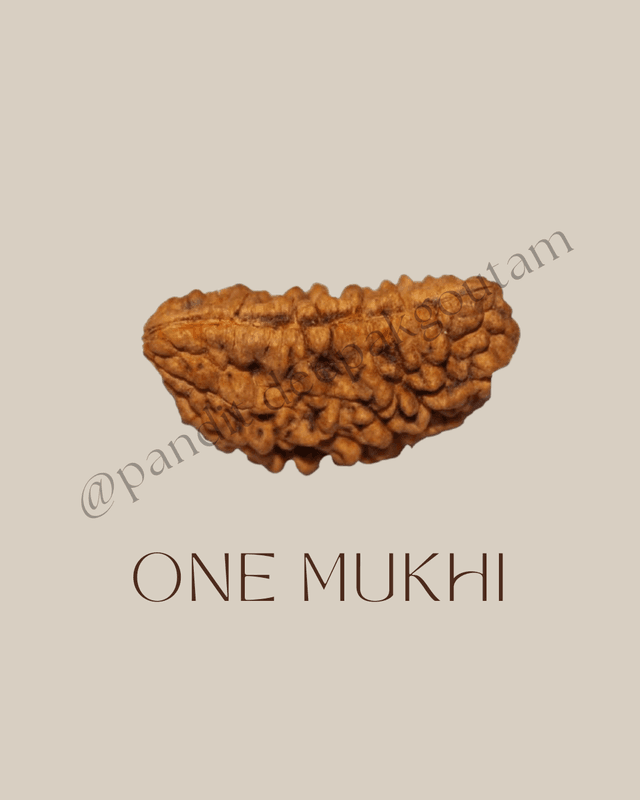 1 Mukhi Rudraksha