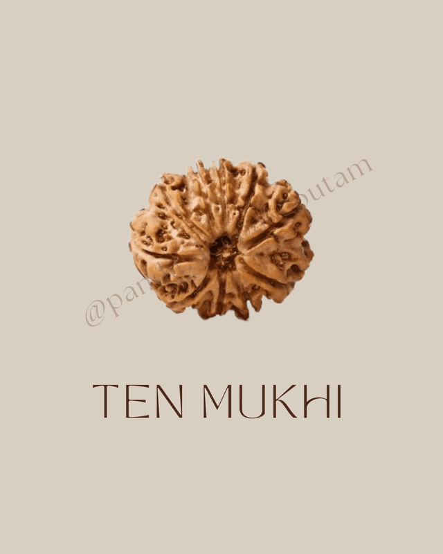 10 Mukhi Rudraksha