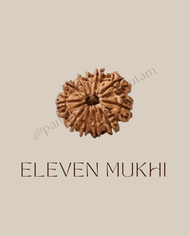 11 Mukhi Rudraksha