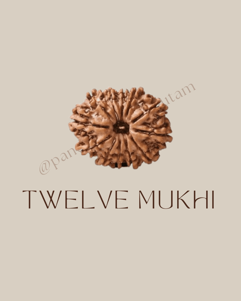 12 Mukhi Rudraksha