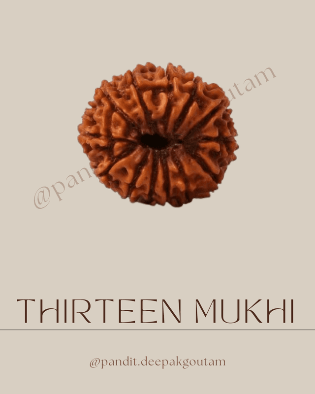13 Mukhi Rudraksha