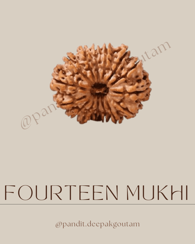 14 Mukhi Rudraksha