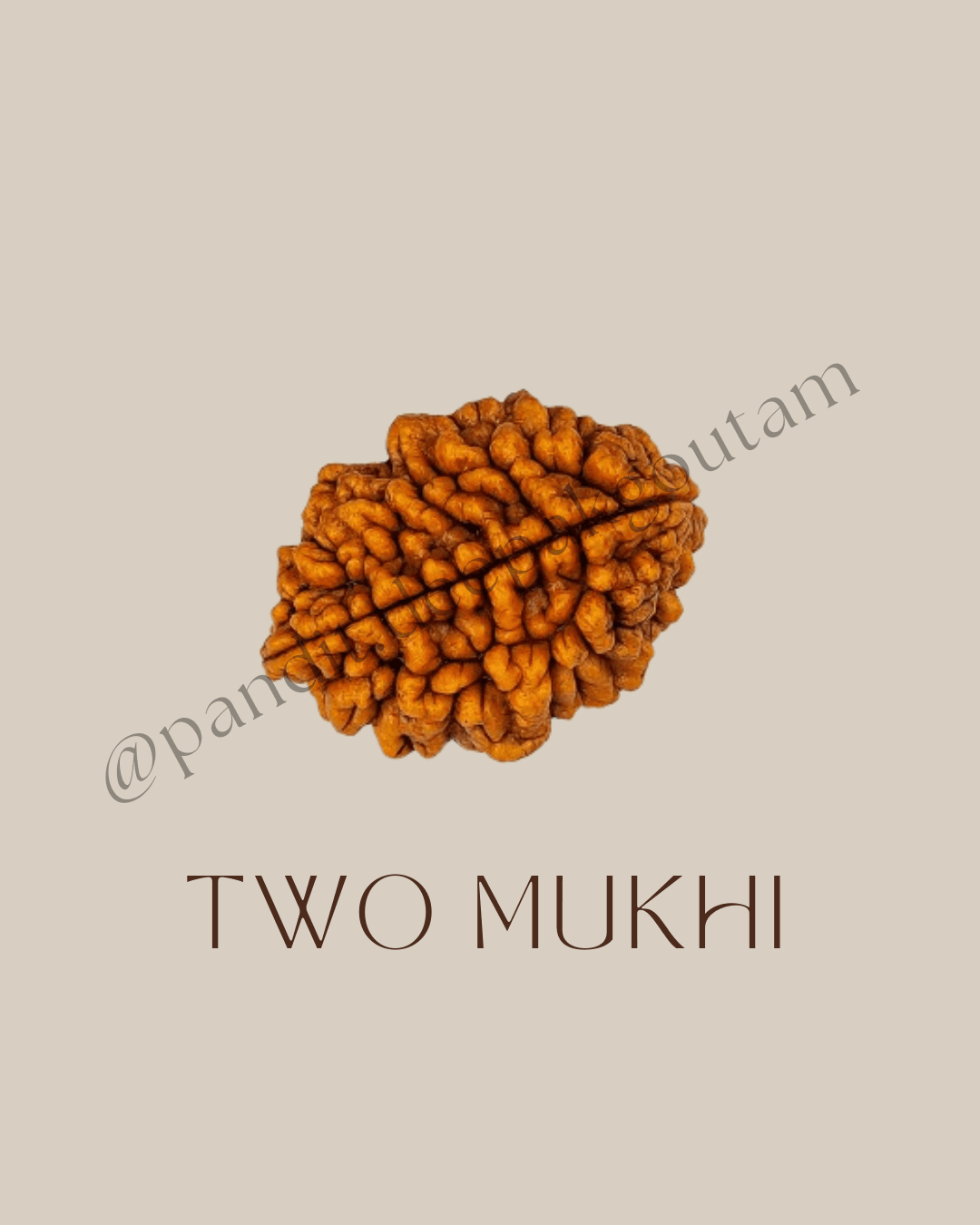 2 Mukhi Rudraksha