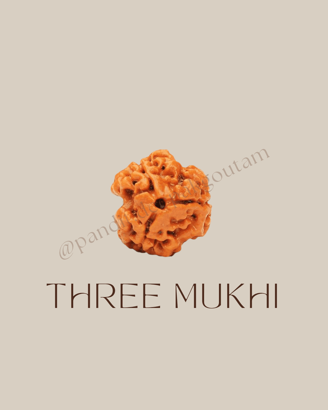 3 Mukhi Rudraksha