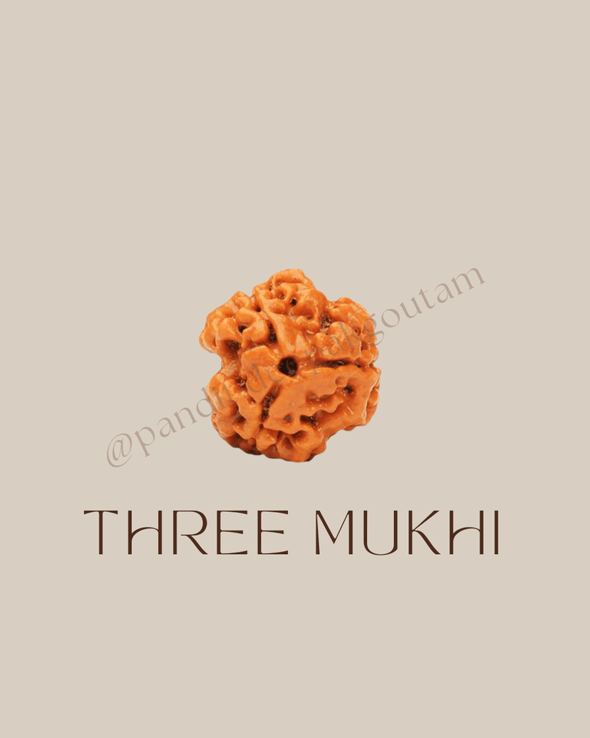 3 Mukhi Rudraksha