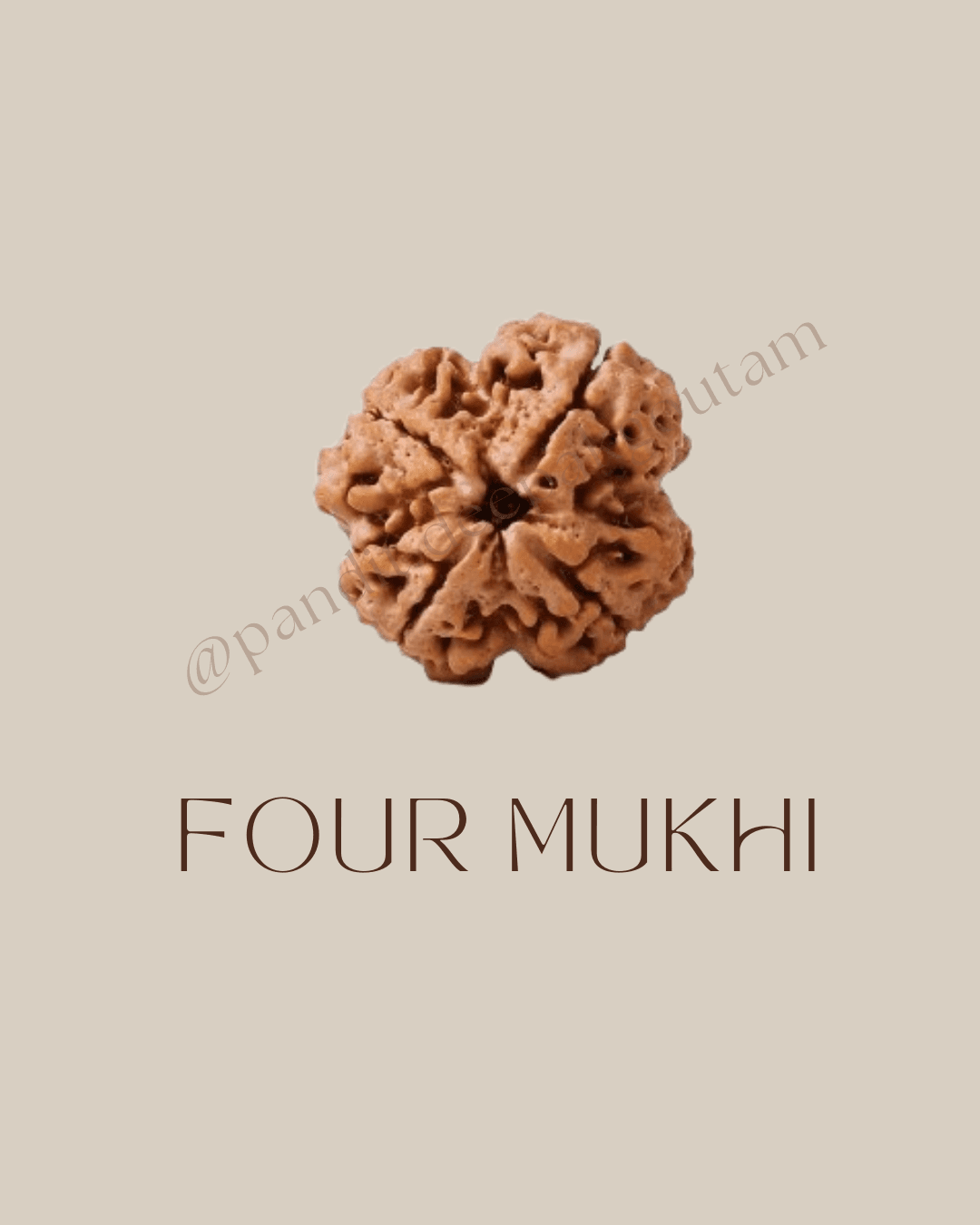 4 Mukhi Rudraksha