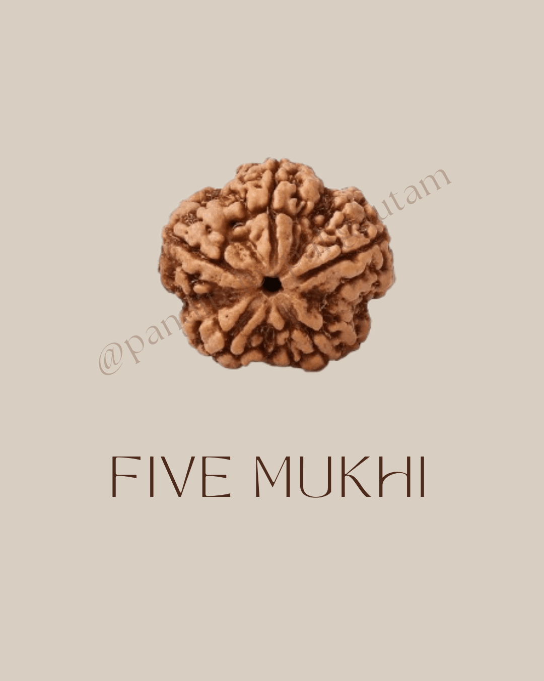 5 Mukhi Rudraksha