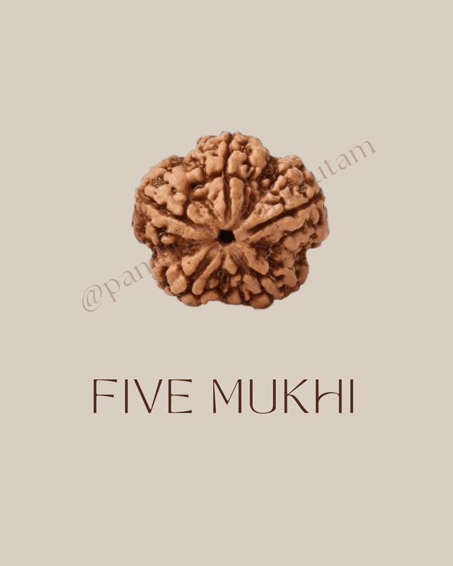 5 Mukhi Rudraksha