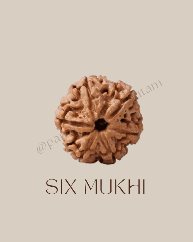 6 Mukhi Rudraksha