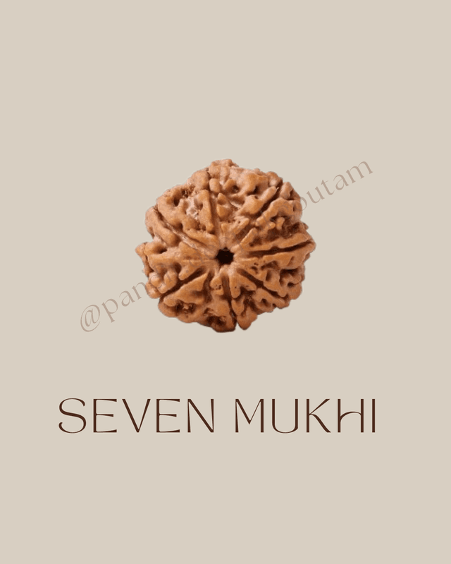 7 Mukhi Rudraksha
