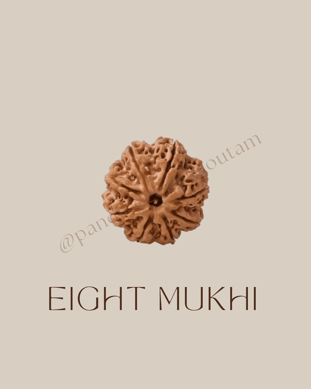 8 Mukhi Rudraksha