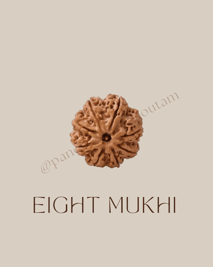 8 Mukhi Rudraksha