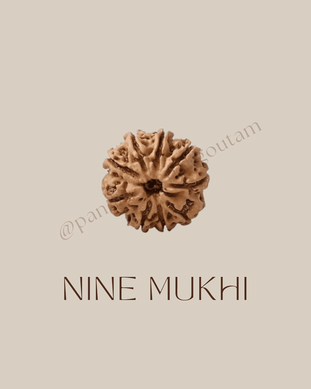 9 Mukhi Rudraksha